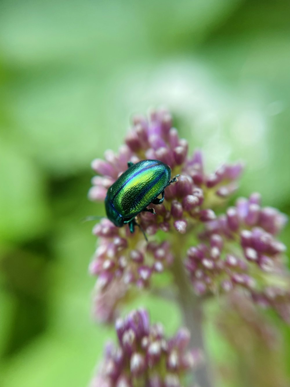 green beetle perched on purple flower in close up photography during daytime