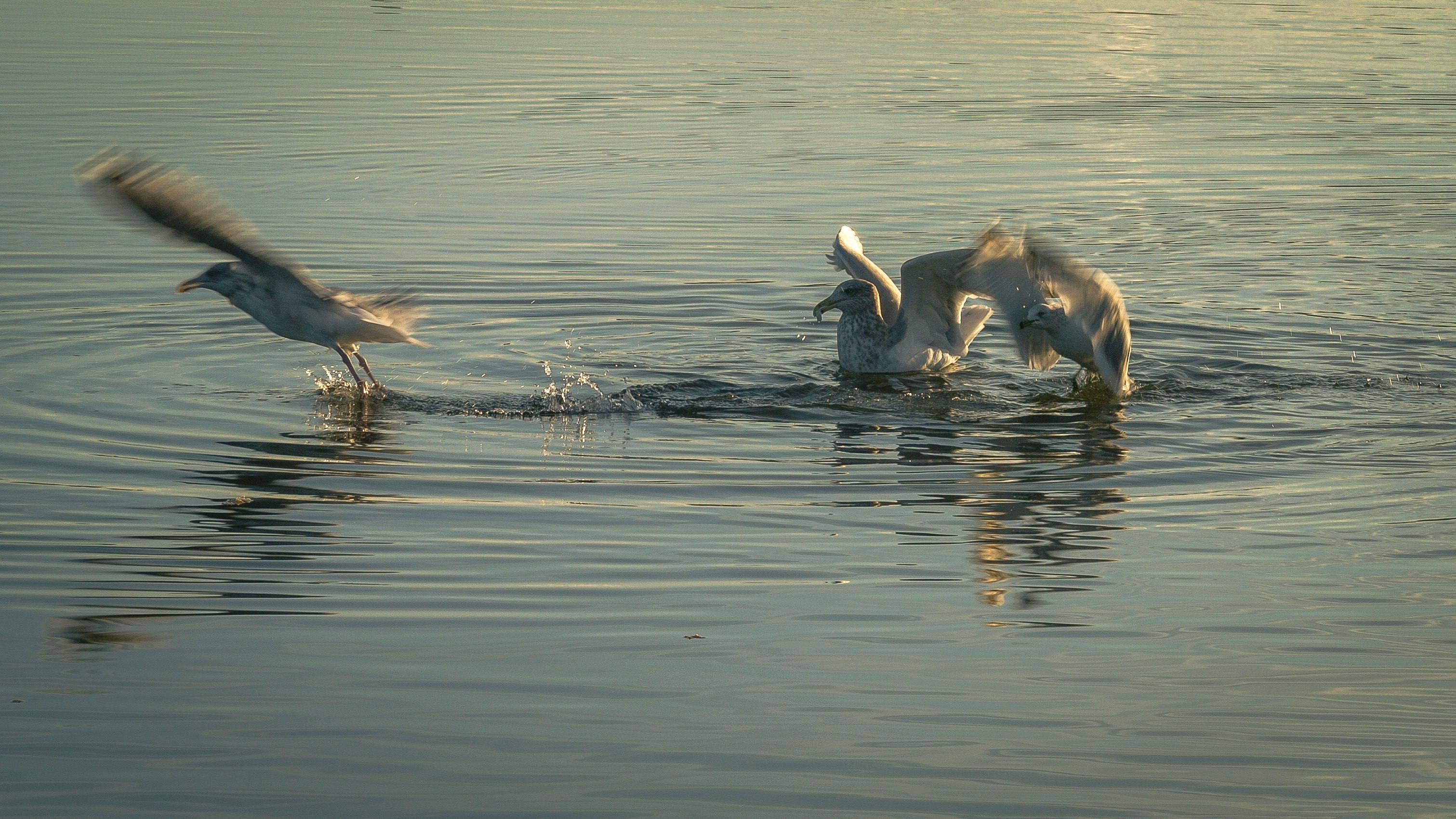 white swan on water during daytime