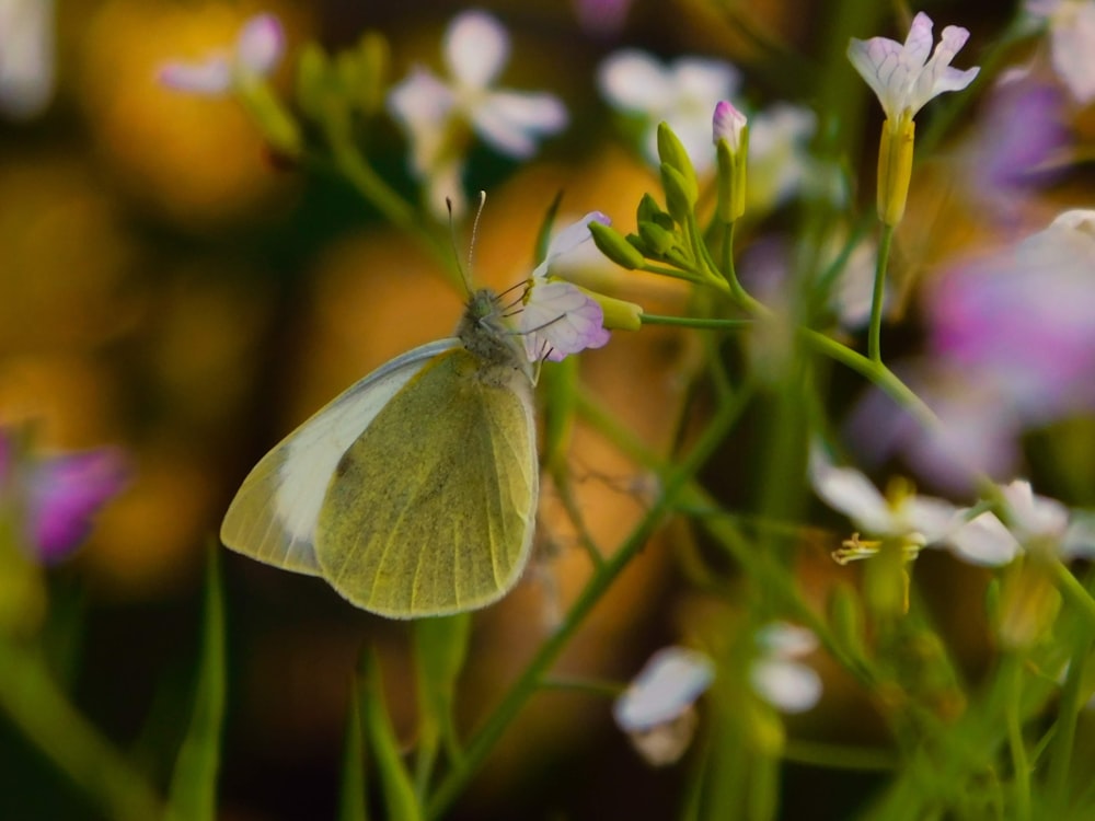 white butterfly perched on green flower in close up photography during daytime
