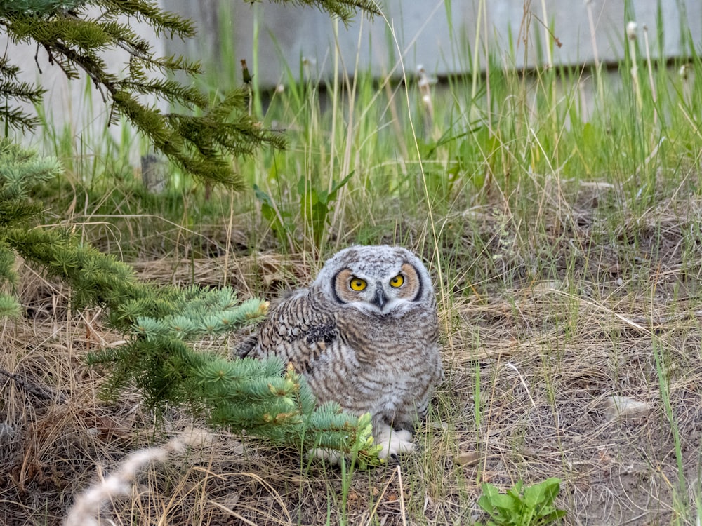 owl on green grass during daytime