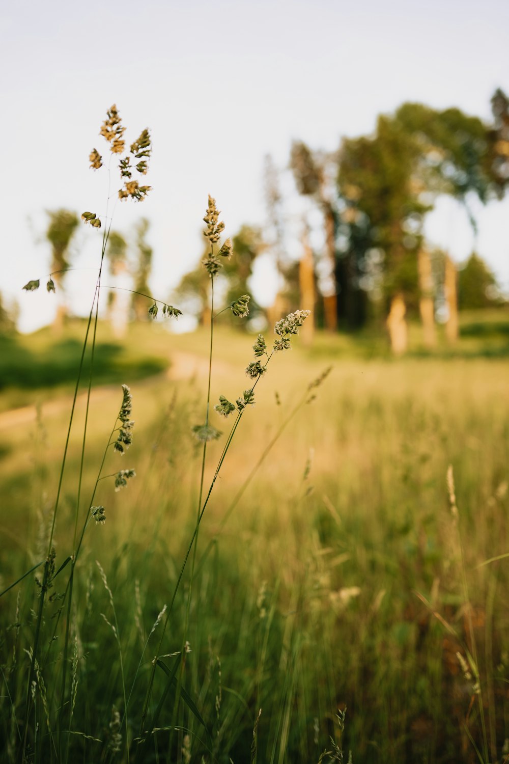 green grass field during daytime