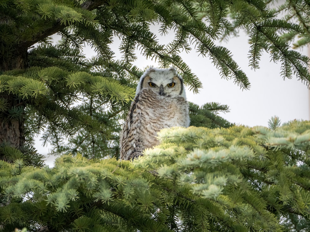 white and gray owl on green tree