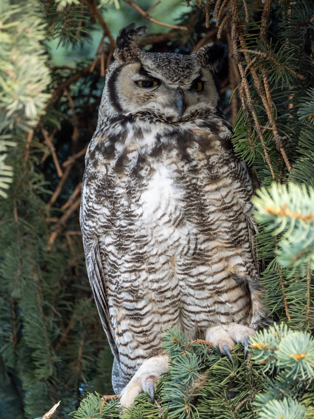 brown and white owl on brown tree branch during daytime