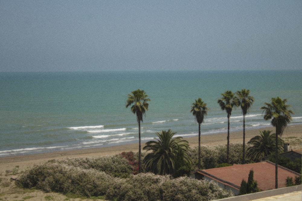 green palm tree near body of water during daytime