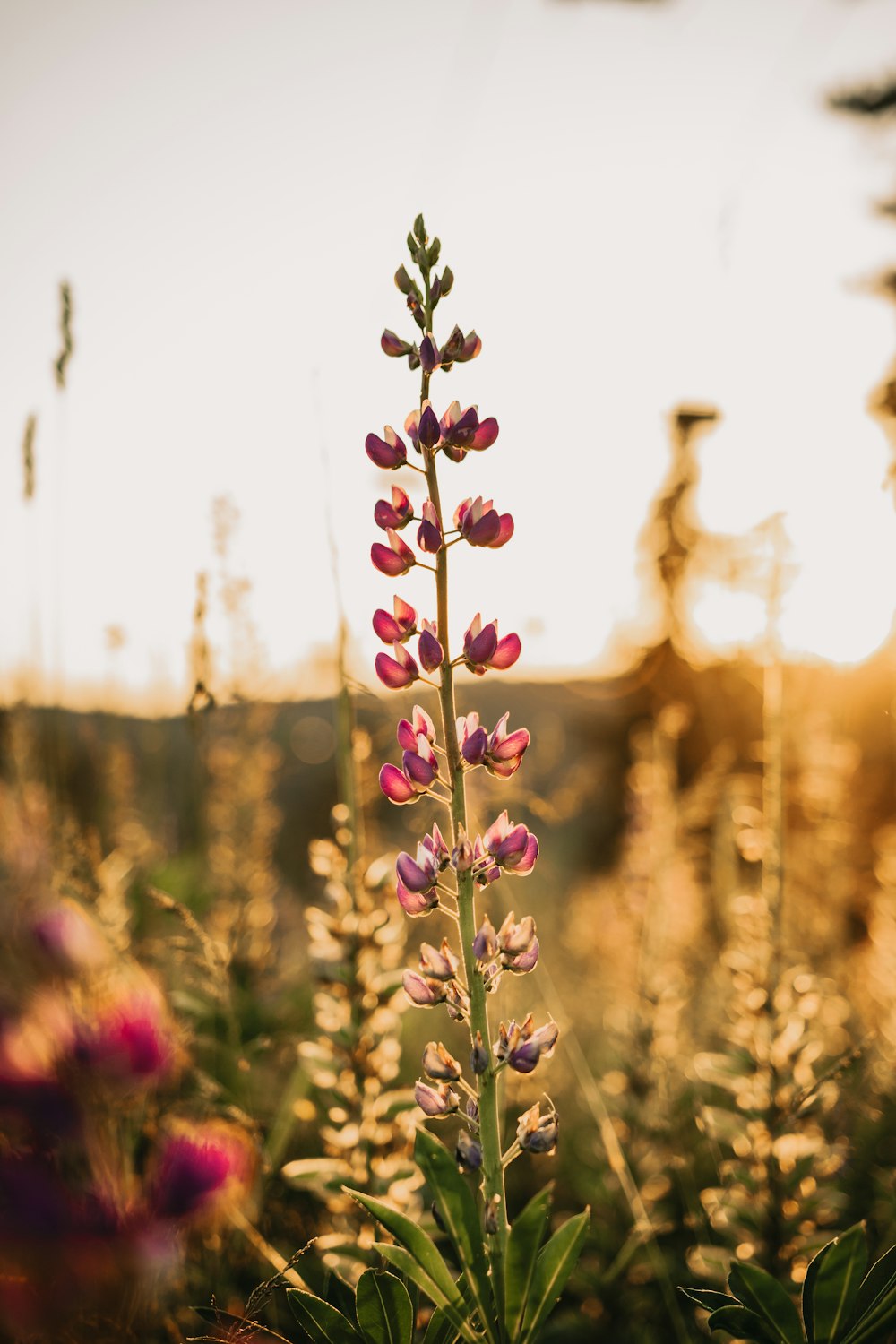 purple flower buds in tilt shift lens