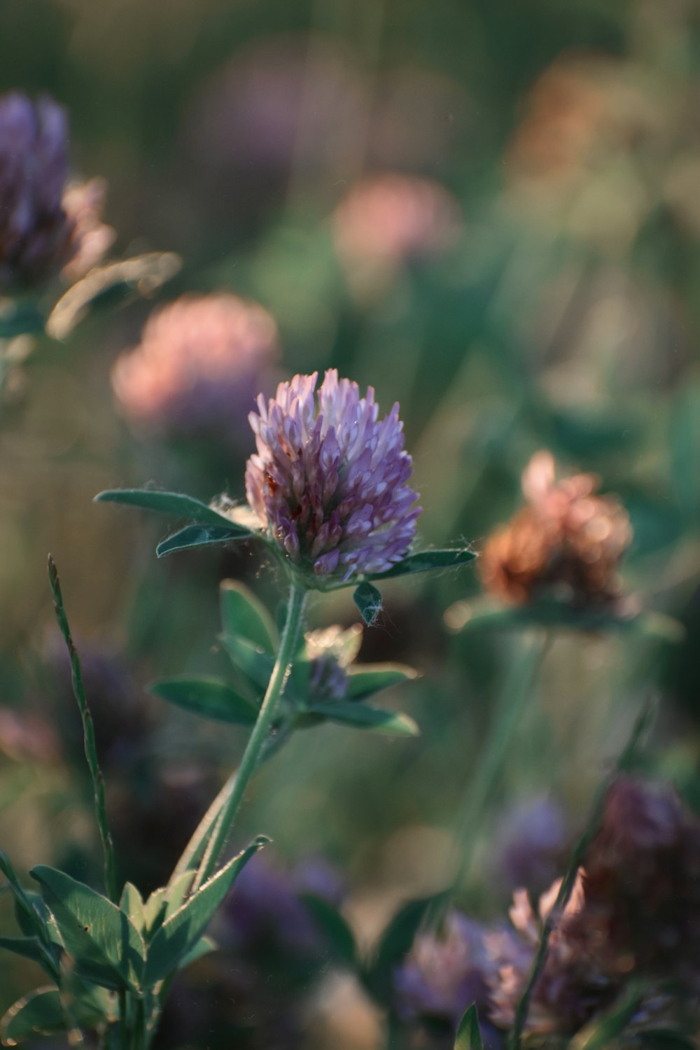 purple flower in tilt shift lens