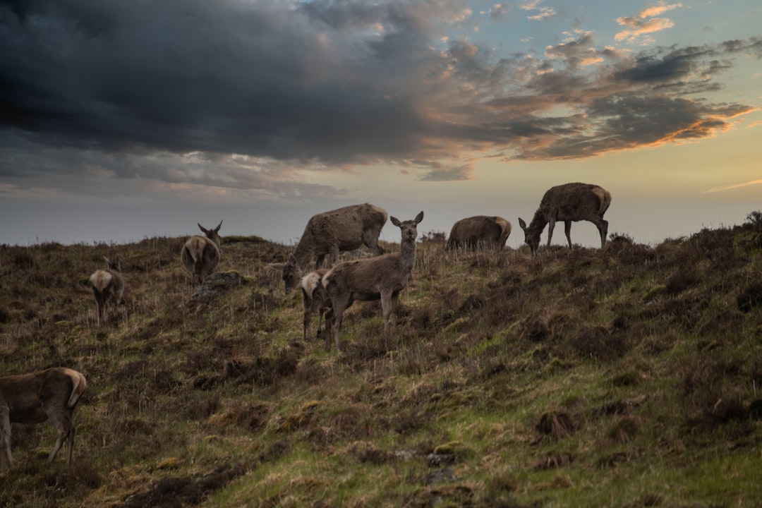 herd of deer on green grass field during daytime