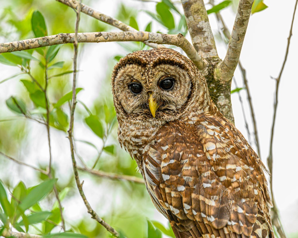 brown owl perched on tree branch during daytime