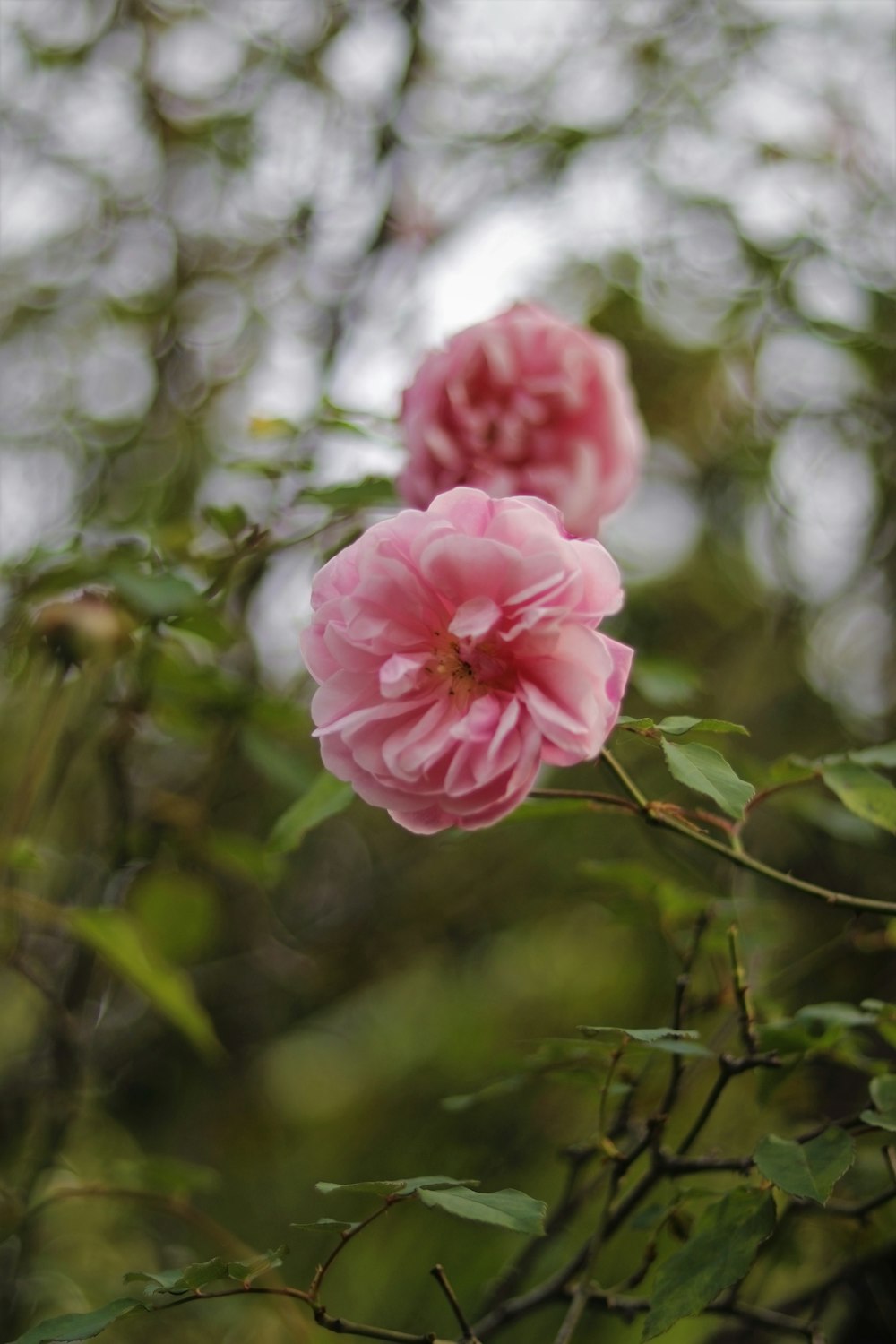 pink rose in bloom during daytime