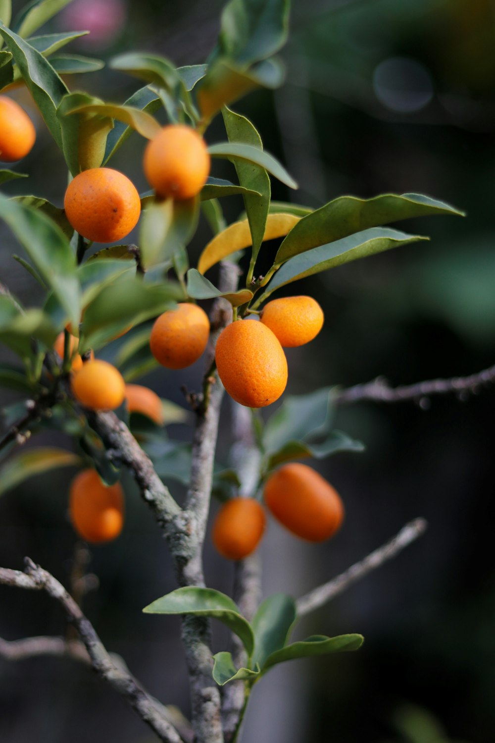 orange fruits on tree branch