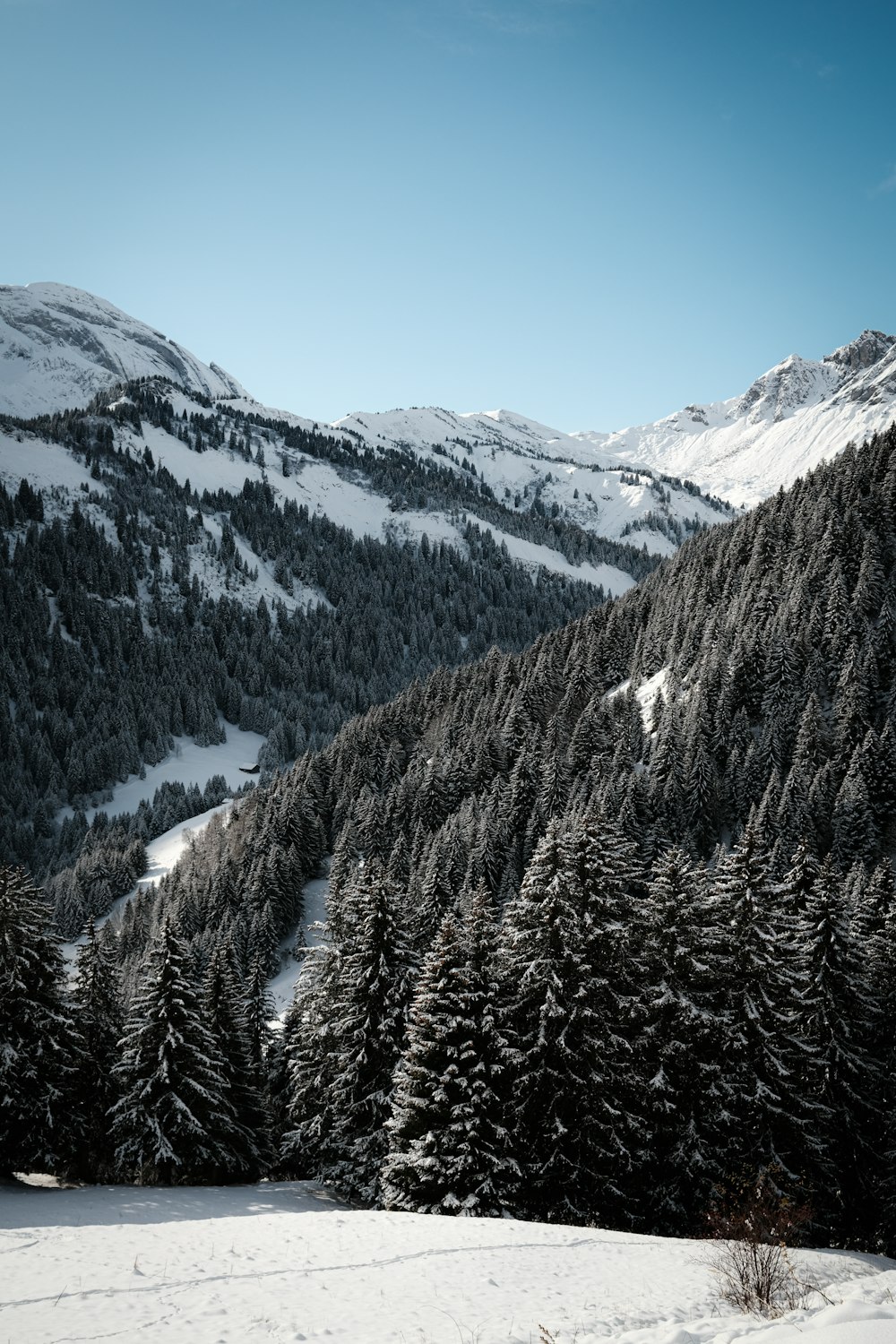 green pine trees near snow covered mountain during daytime