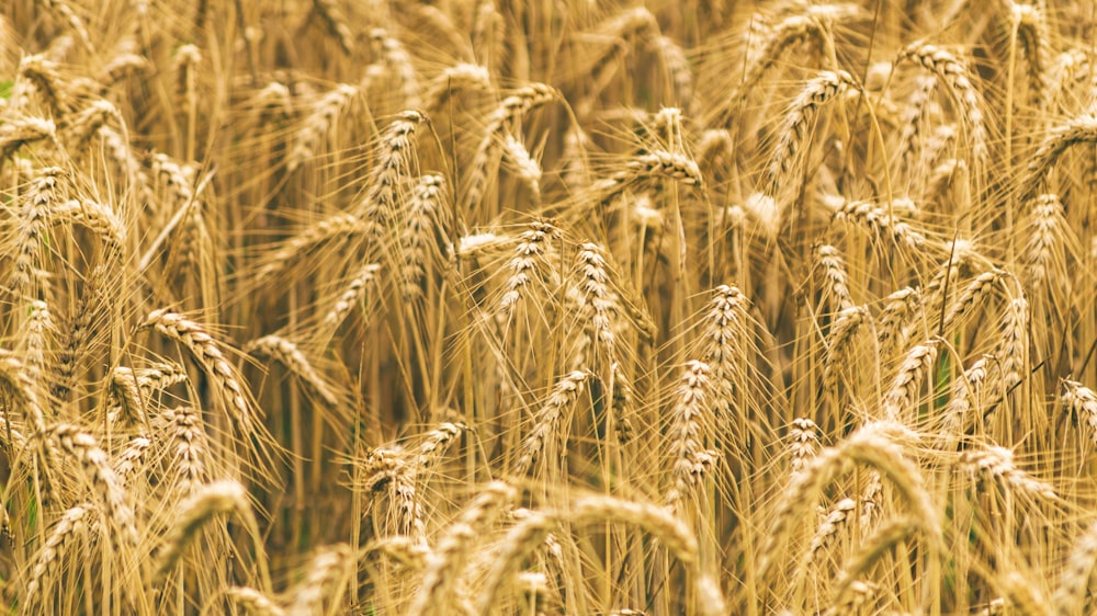 収穫の準備ができている熟した小麦の畑