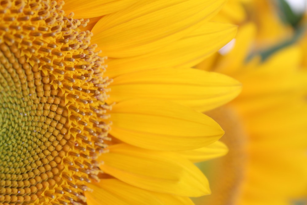 yellow sunflower in macro lens