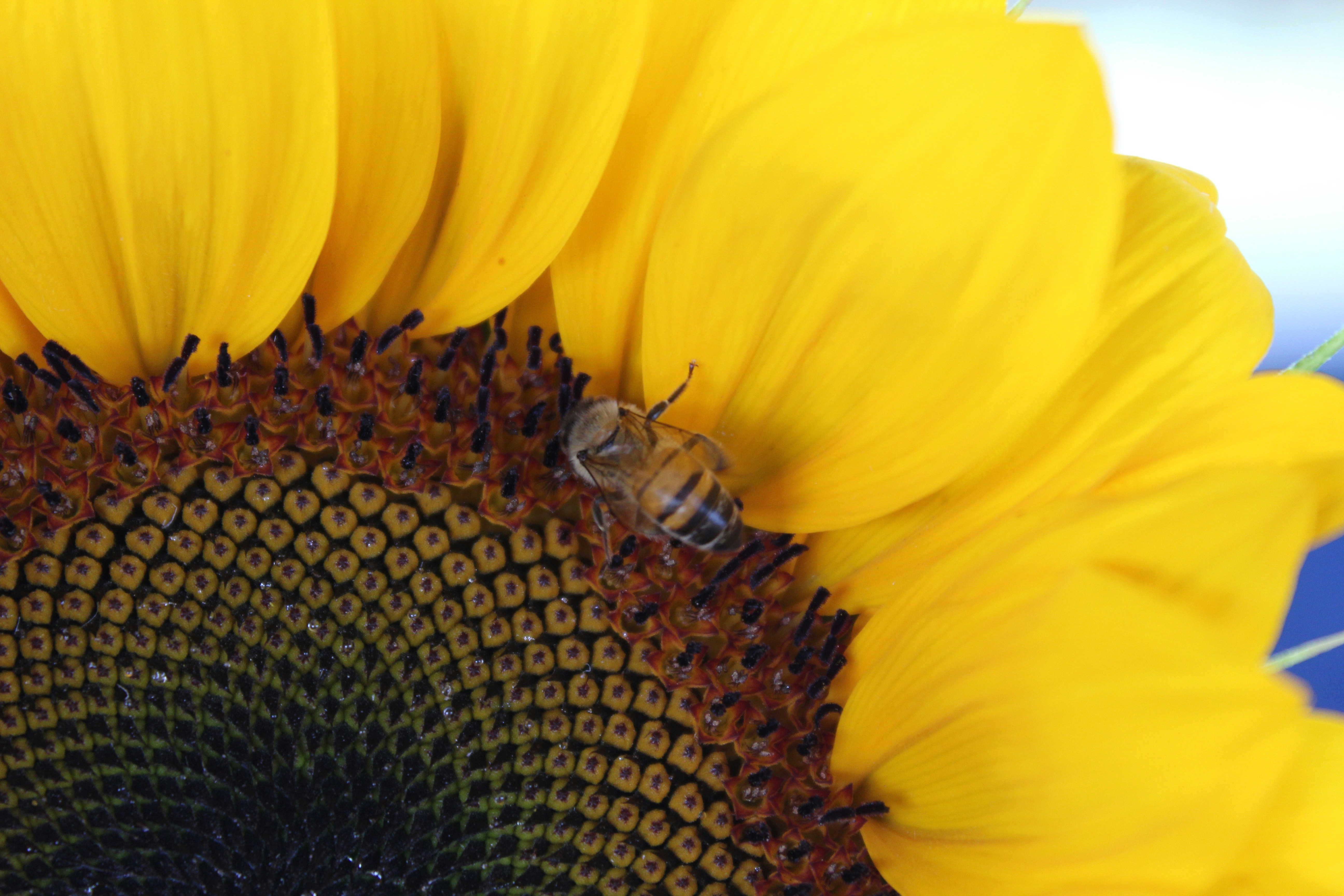 honeybee perched on yellow flower in close up photography during daytime
