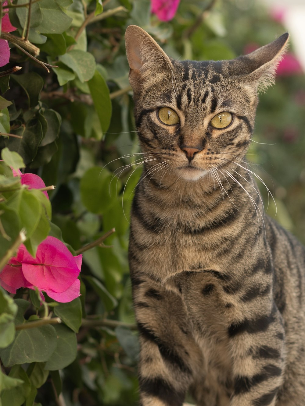 brown tabby cat in front of pink flowers