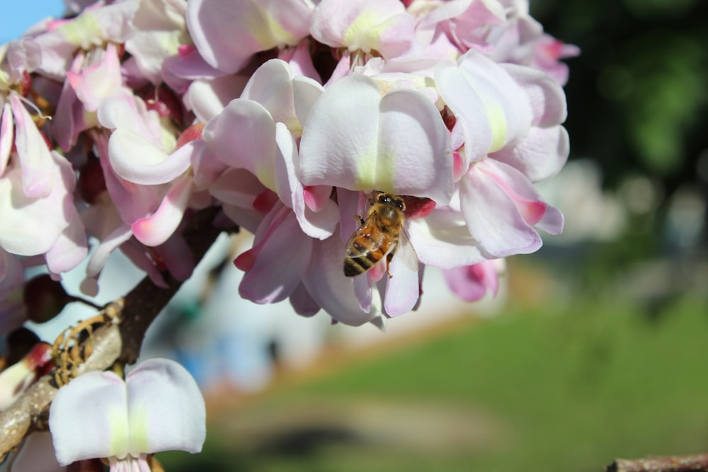 honeybee perched on white and pink flower in close up photography during daytime