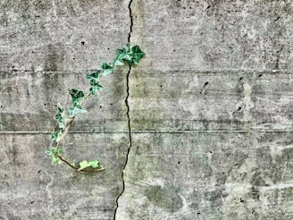 green leaves on gray concrete wall