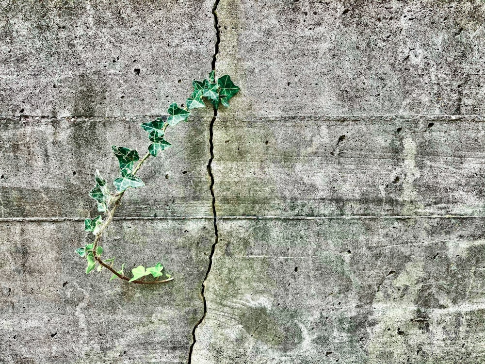 灰色のコンクリートの壁に緑の葉