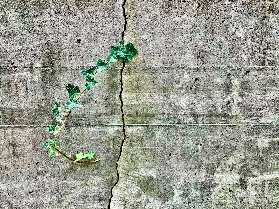 green leaves on gray concrete wall