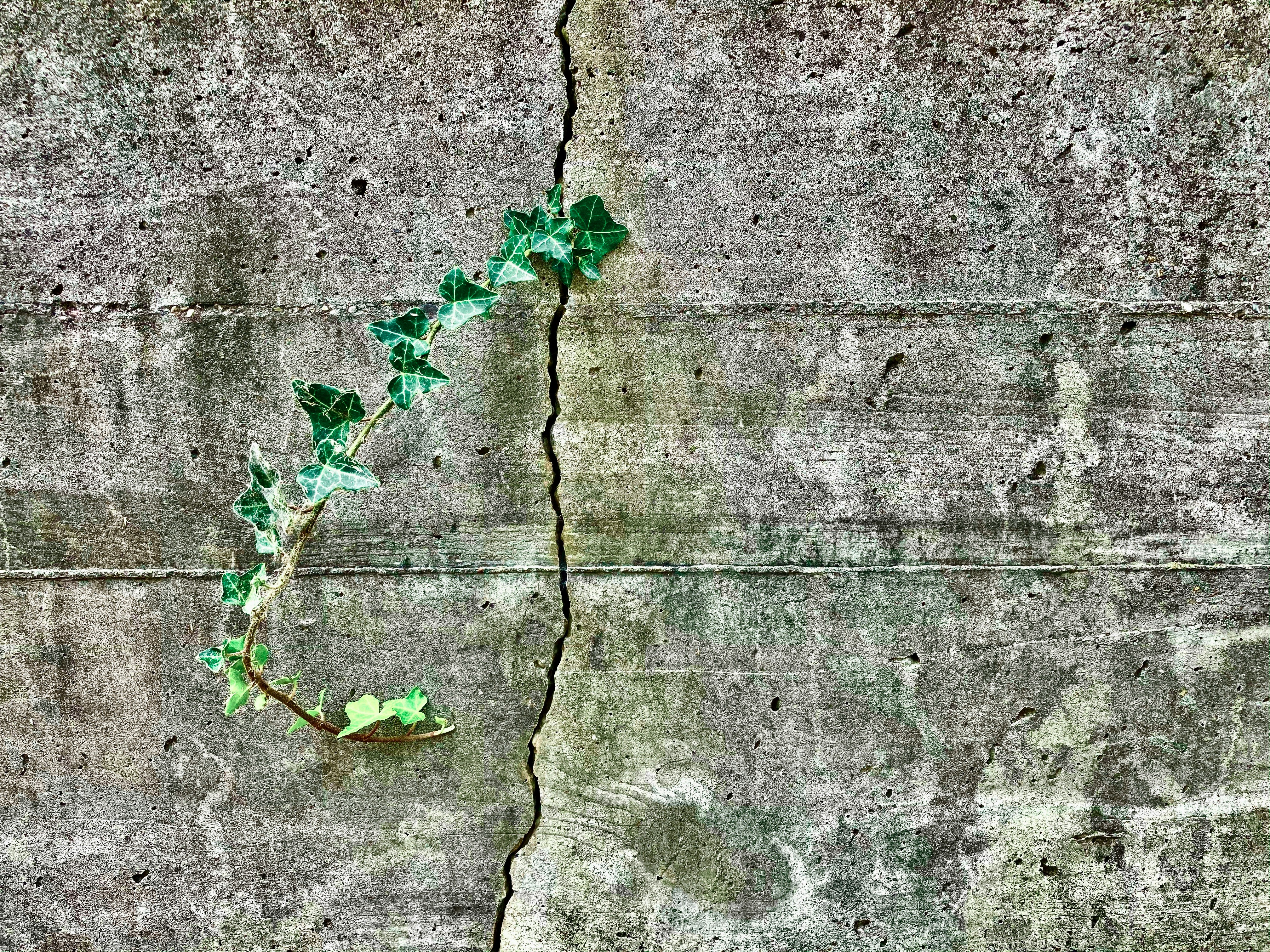 green leaves on gray concrete wall