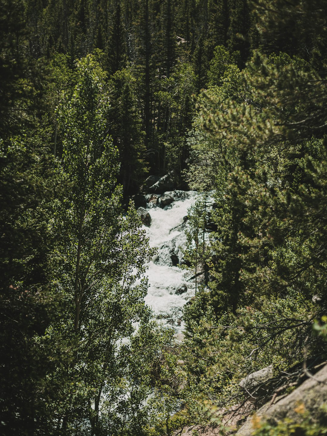 green trees near body of water during daytime