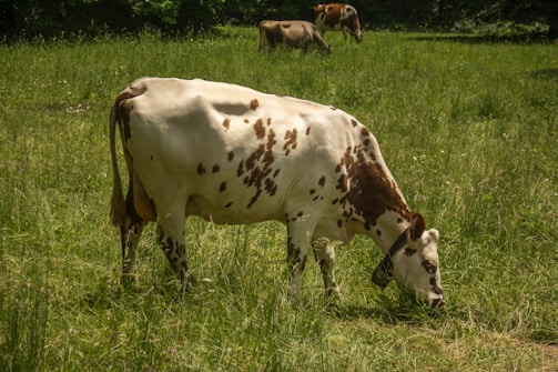 A cow with a white coat and brown patches is grazing in a lush green field. In the background, two more cows are also grazing in the open meadow. Trees provide a dense backdrop, indicating a rural or farm-like setting.
