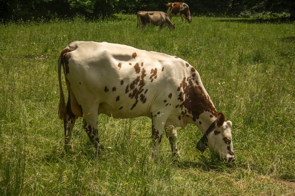 vaca branca e marrom no campo de grama verde durante o dia