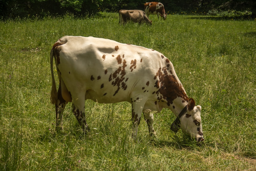 white and brown cow on green grass field during daytime