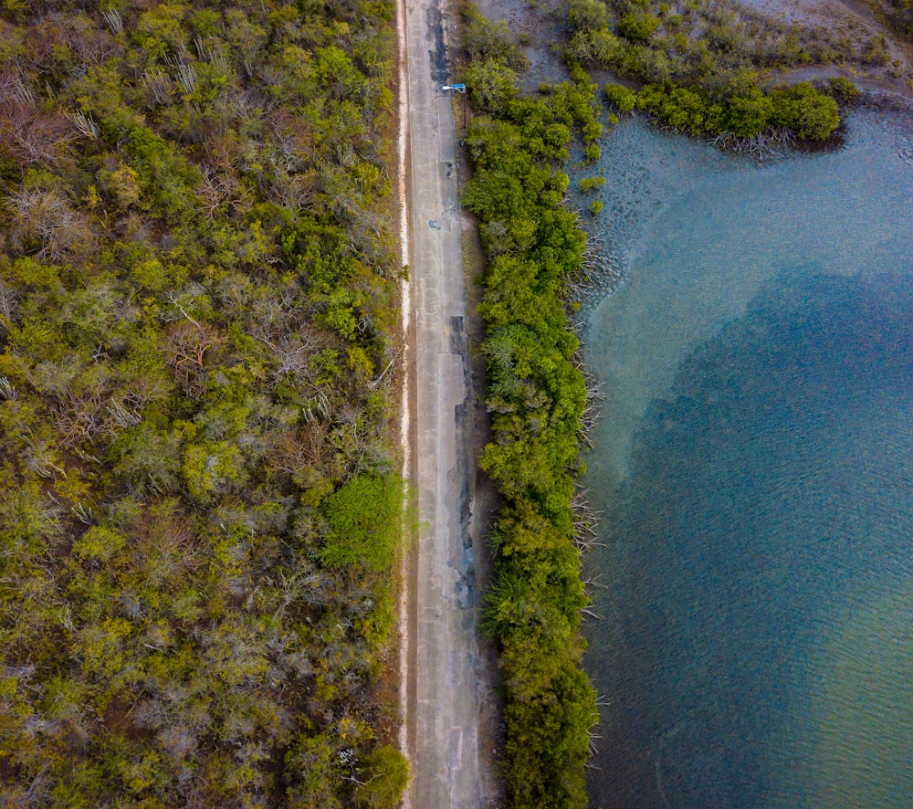 aerial view of green trees beside body of water during daytime