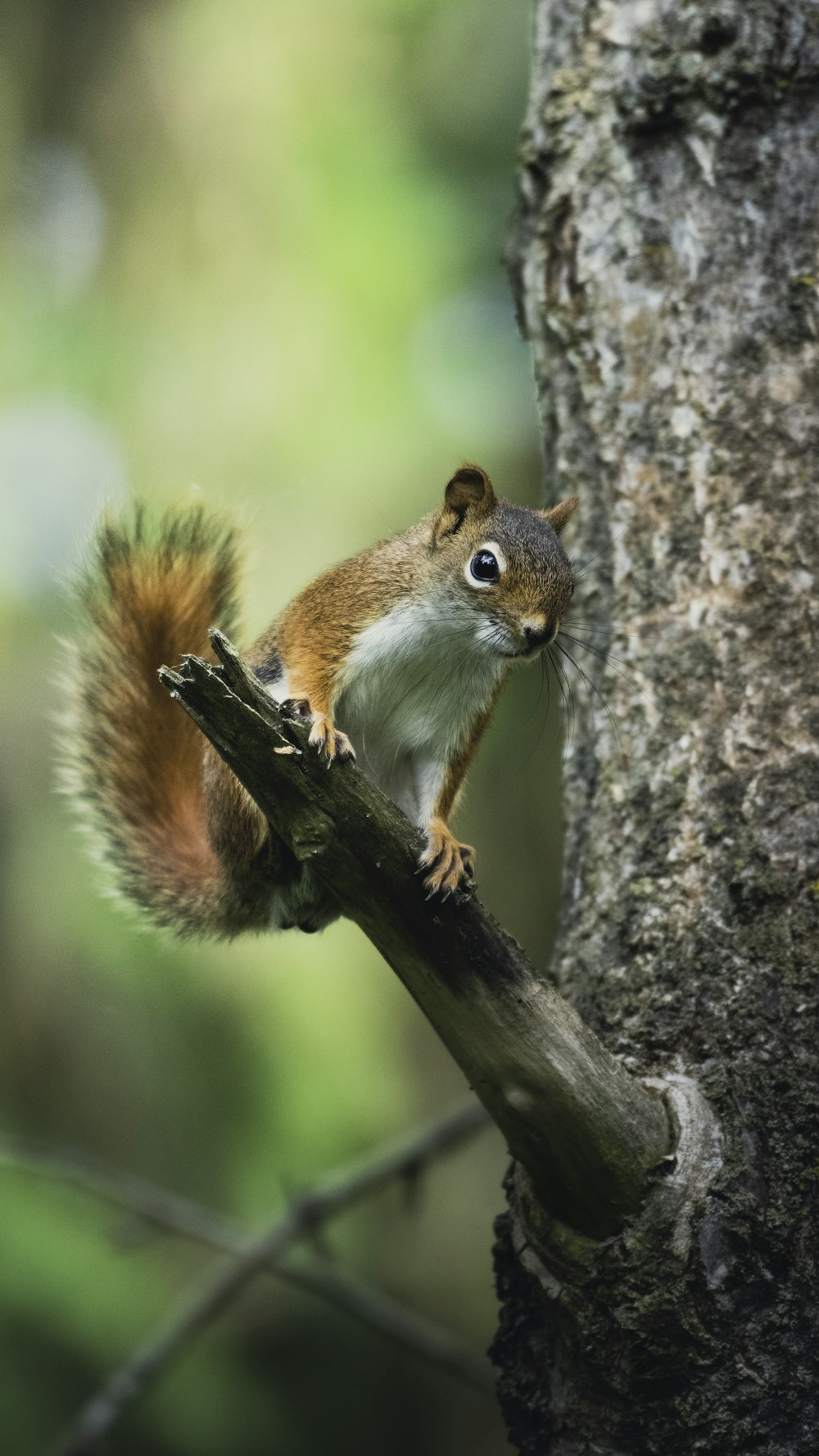 Braunes und weißes Eichhörnchen tagsüber auf braunem Ast