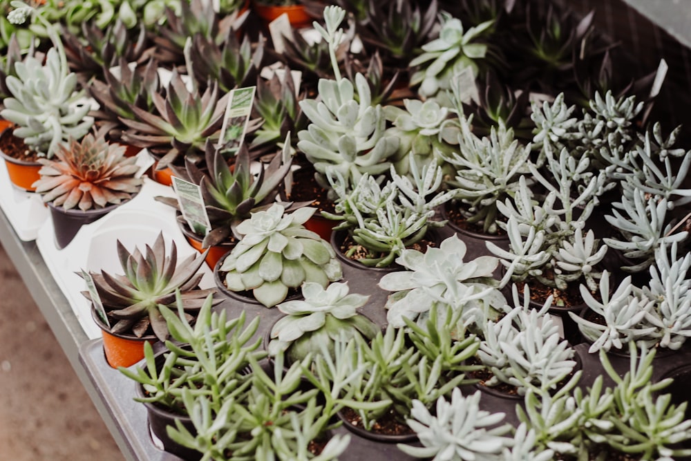 green and white flower plants