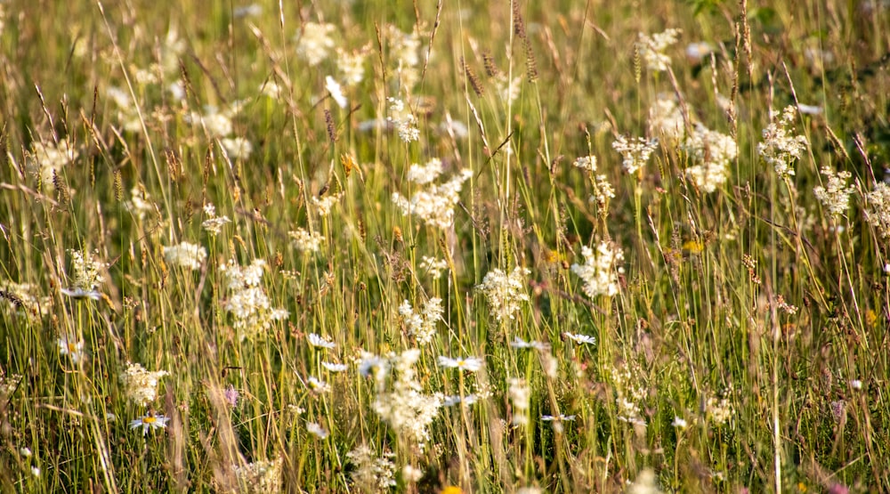 white flower field during daytime