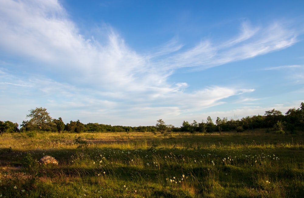 a grassy field with trees in the background