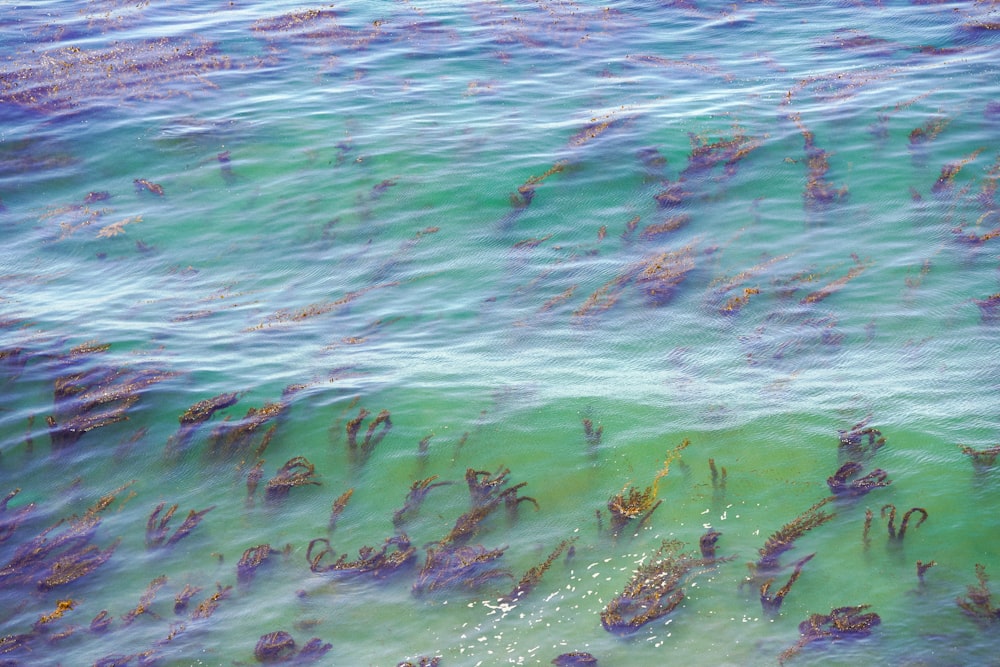 green and brown fishes on water during daytime