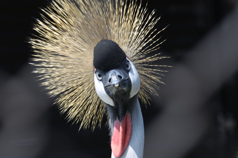 white and black bird with yellow and black long beak