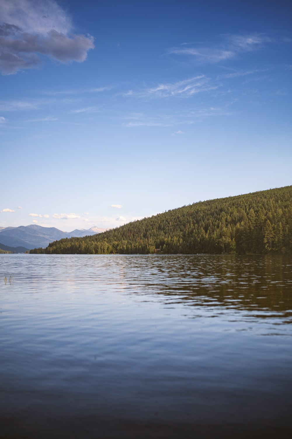 green trees near body of water during daytime