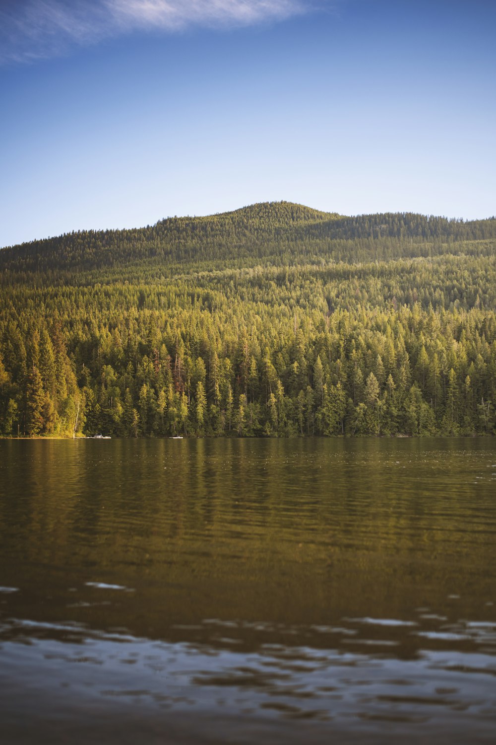 green trees beside body of water during daytime