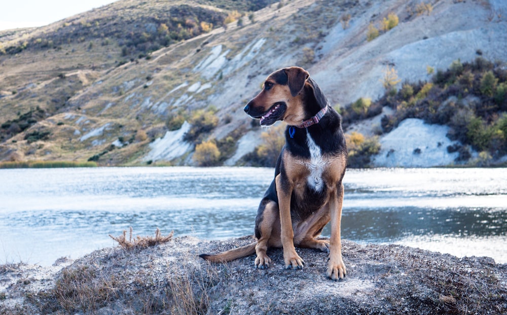 black and tan short coat medium sized dog on seashore during daytime