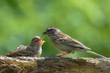 Two birds perched on a branch, with one bird appearing to be calling out or singing to the other. The background is a soft-focus green, suggesting a natural, outdoor setting.