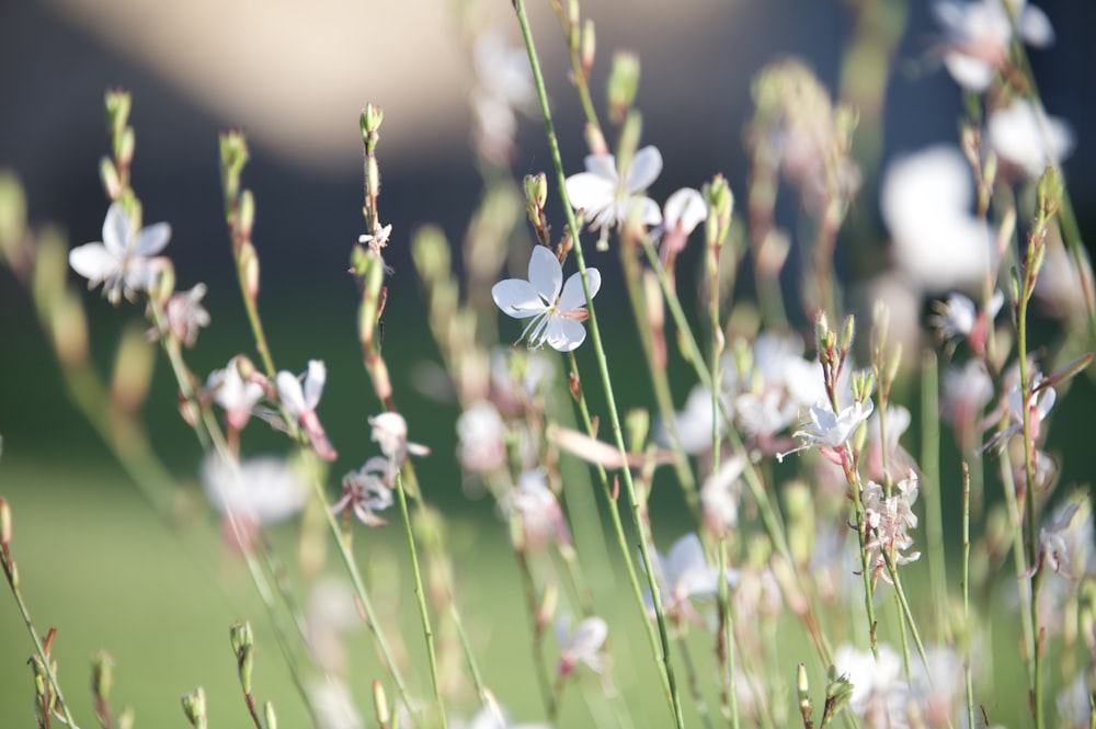 white flower in tilt shift lens