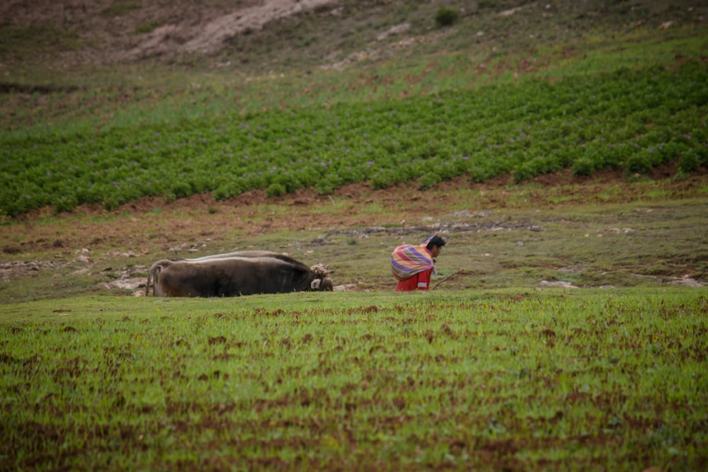 man in blue shirt and red shorts standing on green grass field