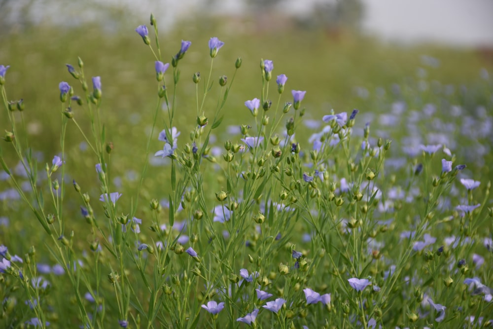 purple flower field during daytime