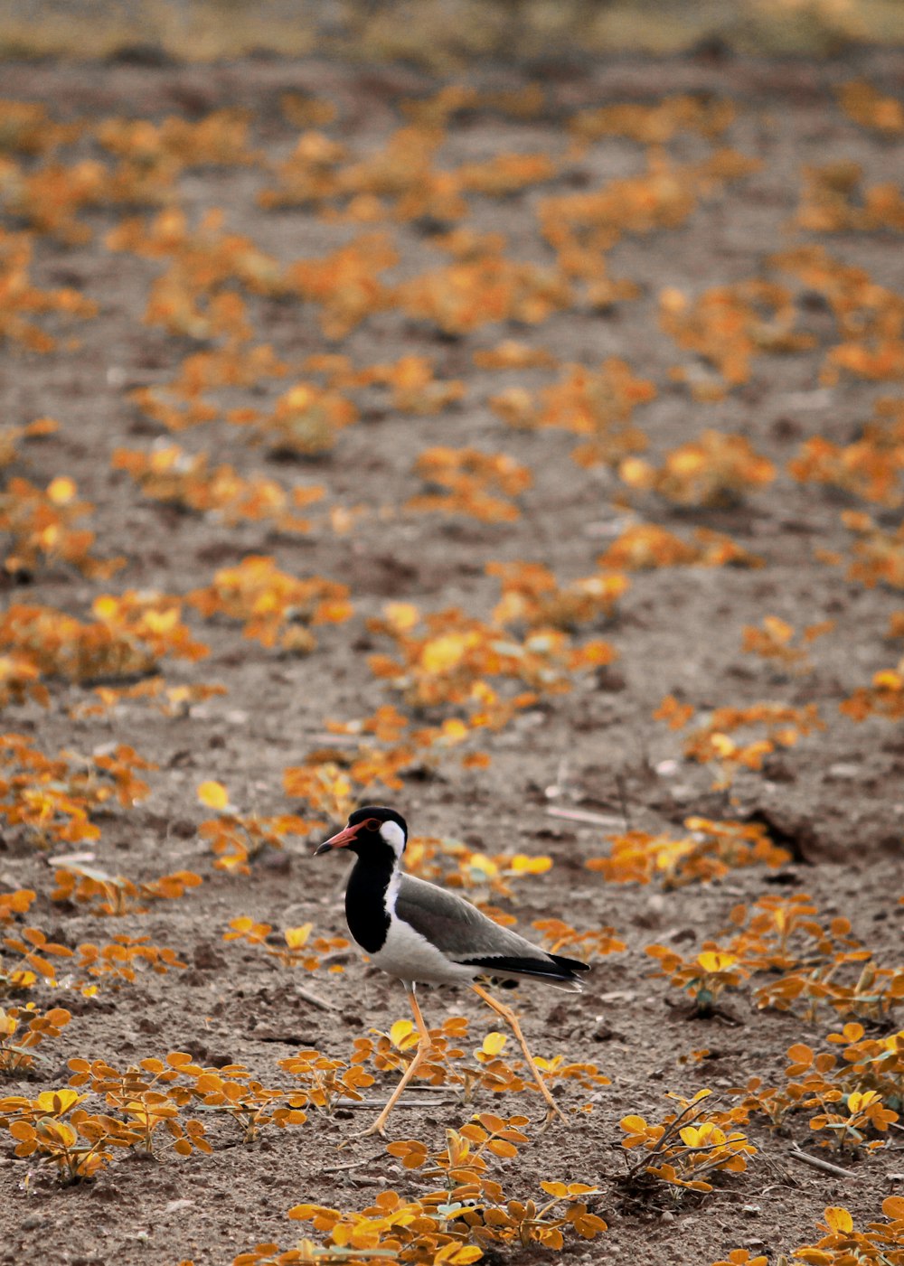 white and black bird on brown dried leaves during daytime