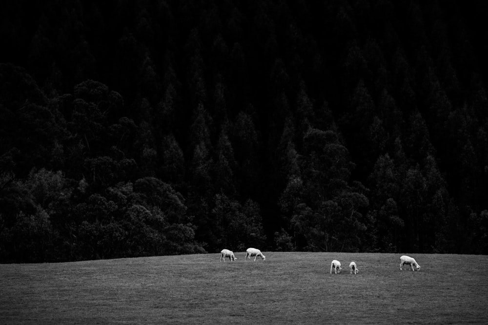 grayscale photo of herd of sheep on grass field