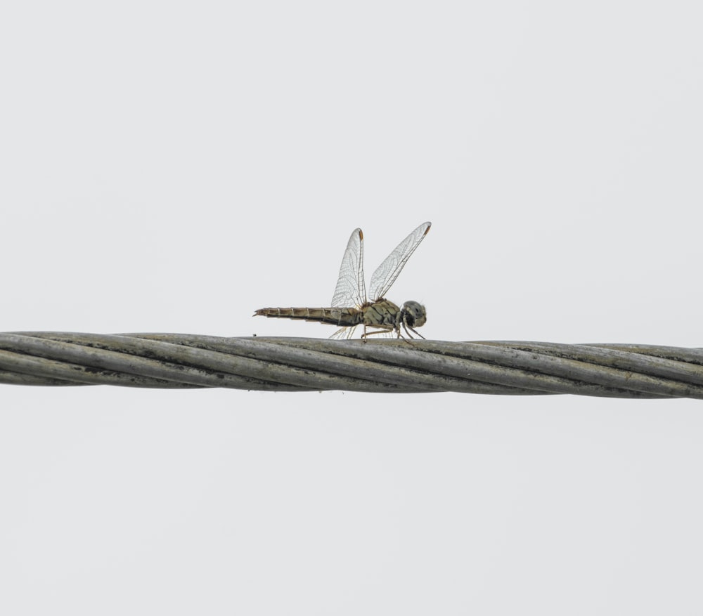 brown and white dragonfly on brown stick