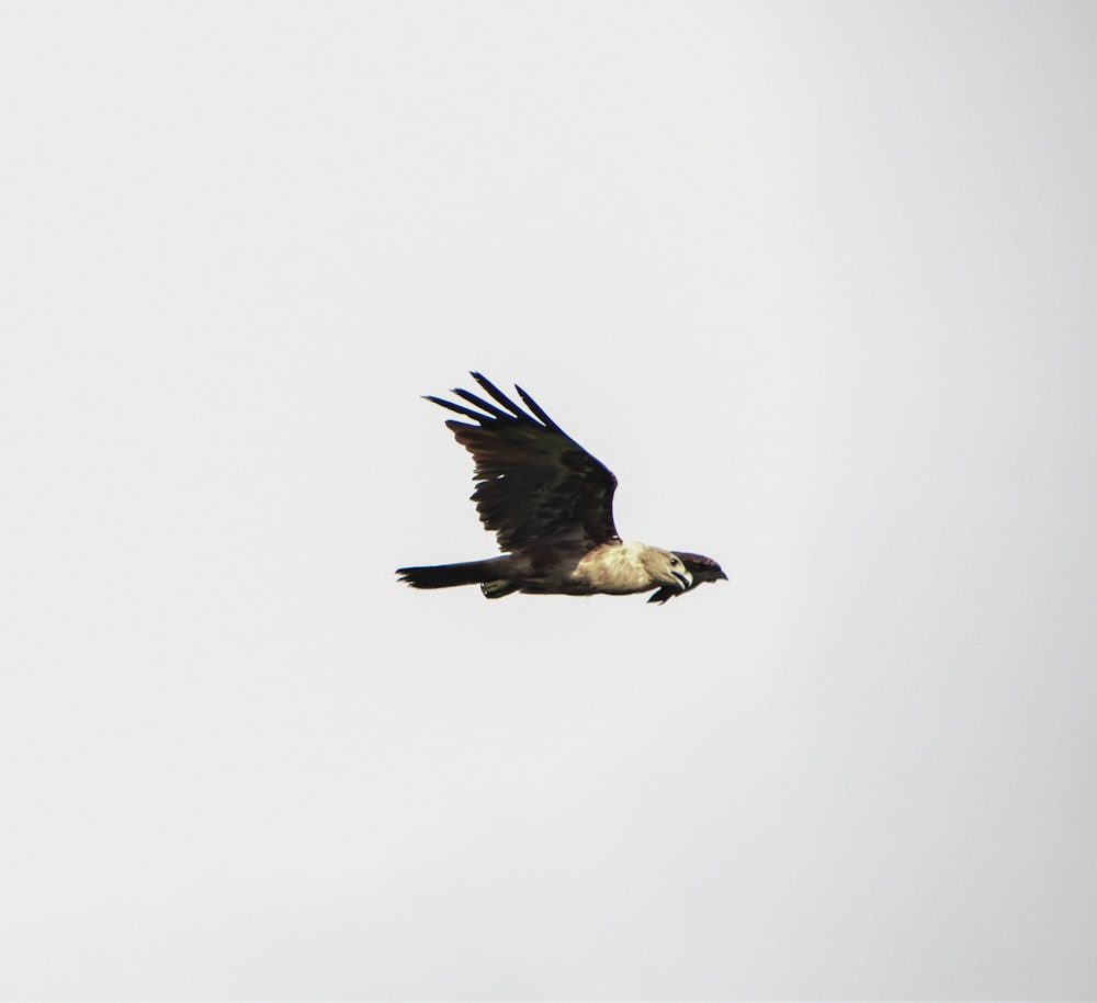 white and black bird flying