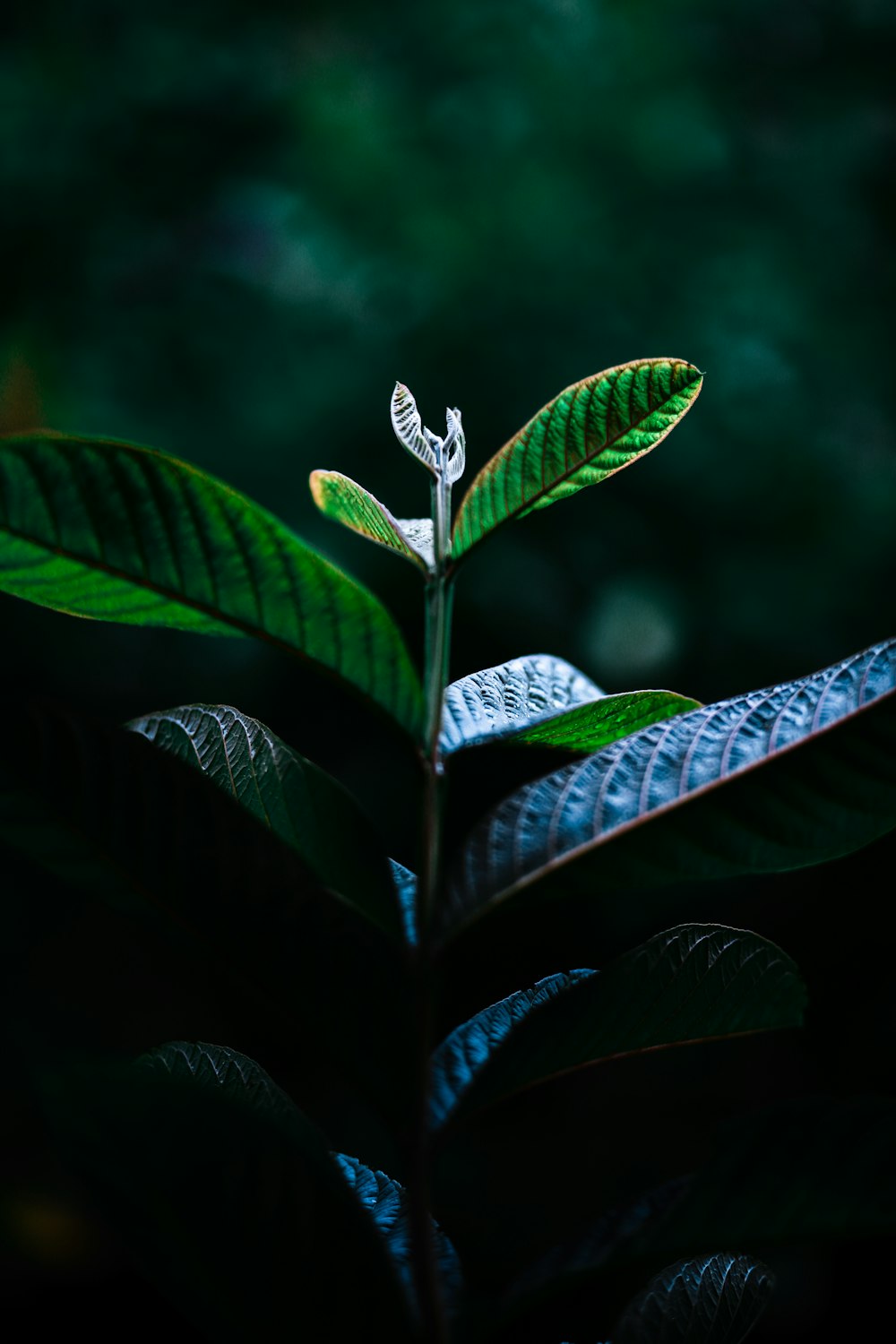 green leaf plant with water droplets