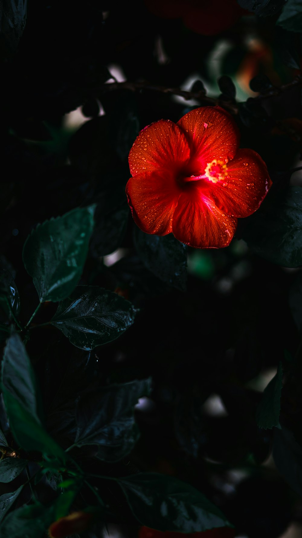 red flower with green leaves