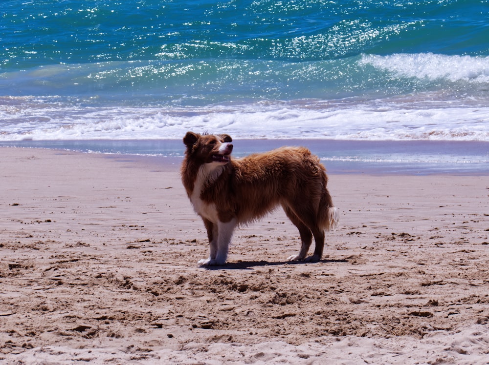 brauner und weißer langhaariger Hund tagsüber auf braunem Sand in der Nähe von Gewässern