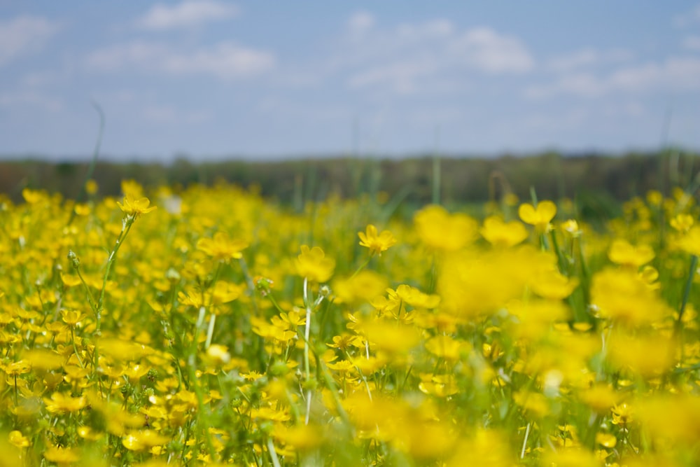 yellow flower field under blue sky during daytime